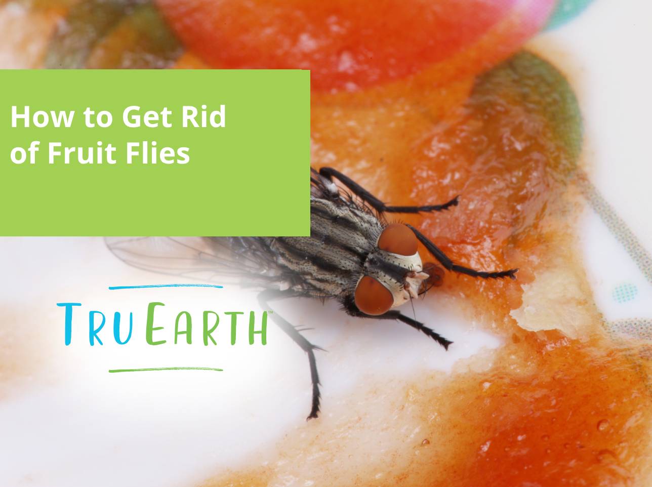 How to Get Rid of Fruit Flies – Tru Earth AU & NZ