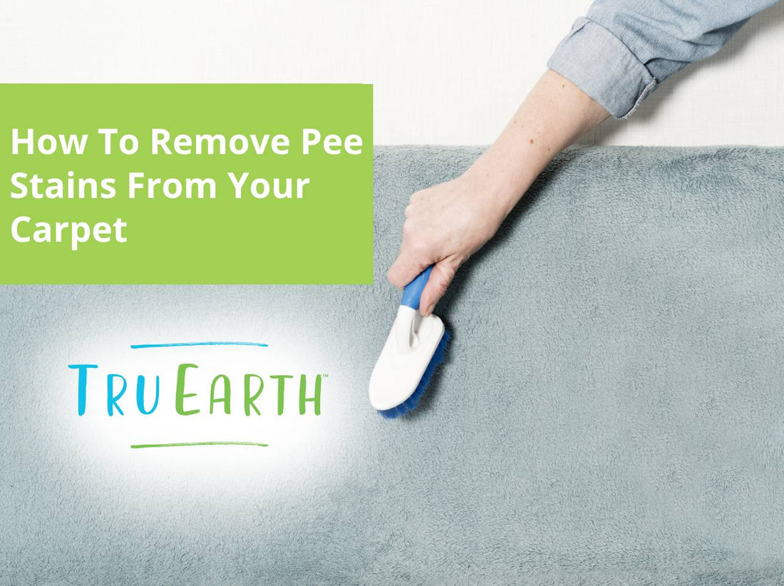 How To Remove Pee Stains From Your Carpet