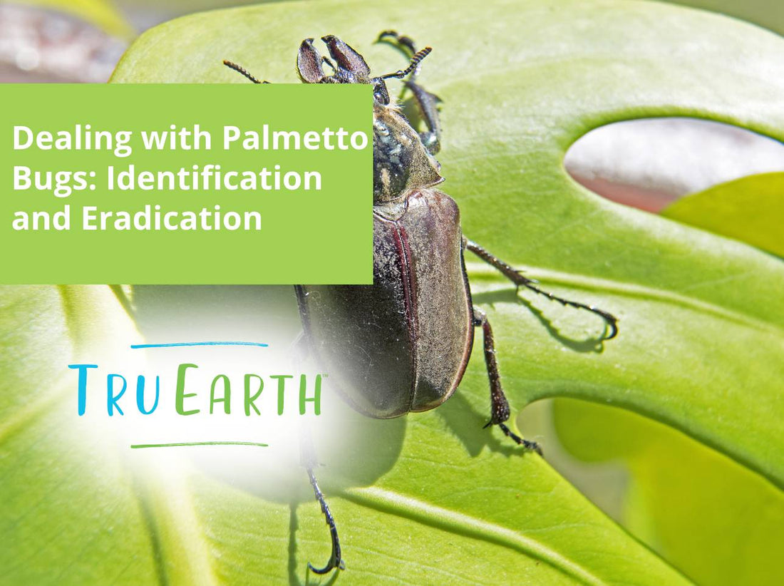 Dealing with Palmetto Bugs: Identification and Eradication